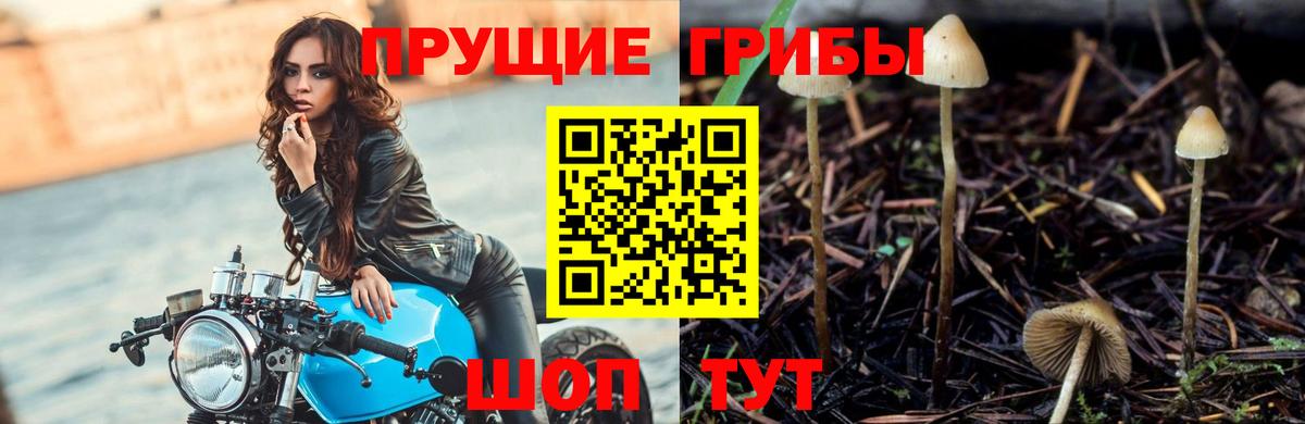 Кузнецк  Псилоцибиновые грибы Psilocybine cubensis  Галлюциногенные грибы GOLDEN TEACHER  Вход с VPN 
